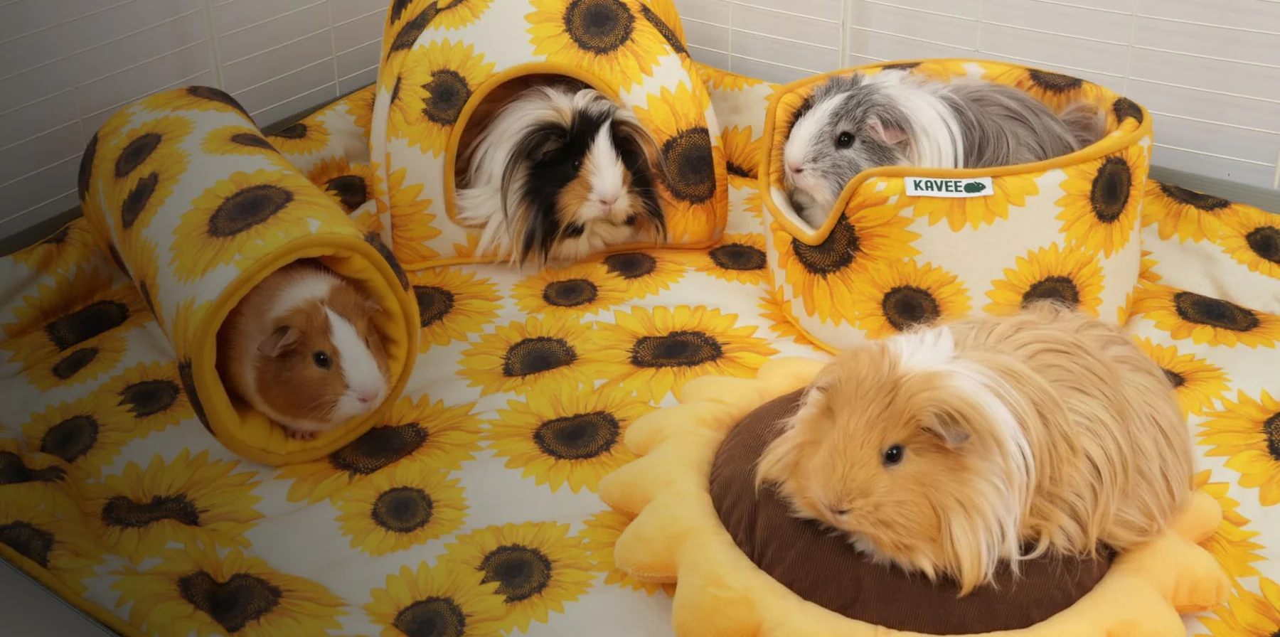 Elevate Your Guinea Pig's World
